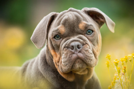 Bem Estar e Senciencia dos Cães