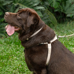 Coleira para Cachorro Aquarela Areia