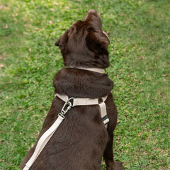 Peitoral para Cachorro Step In Aquarela Areia