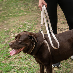 Peitoral para Cachorro Step In Aquarela Areia