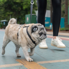 Guia para Cachorro Aquarela Grafite