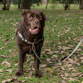 Peitoral para Cachorro Anti Puxão Aquarela Pistache