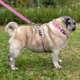 Guia para Cachorro Aquarela Rosa Pink