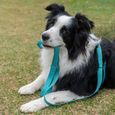 Guia para Cachorro Pacco Aquarela Azul Turquesa