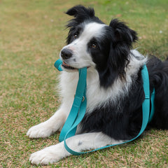 Guia para Cachorro Pacco Aquarela Azul Turquesa