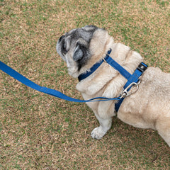 Peitoral para Cachorro H Aquarela Azul Marinho