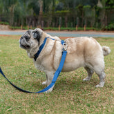 Guia para Cachorro Pacco Aquarela Azul Marinho