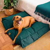 Cama Para Cachorro Futon Ecotec Verde