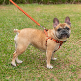 Guia para Cachorro Aquarela Tangerina