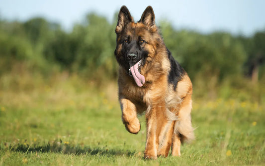 A origem dos cachorros: saiba como esses pets tão amados surgiram