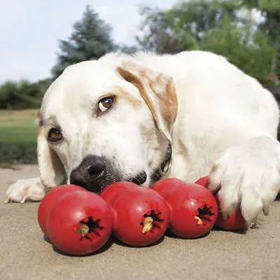 Enriquecimento ambiental: conheça os melhores brinquedos interativos para seu cachorro