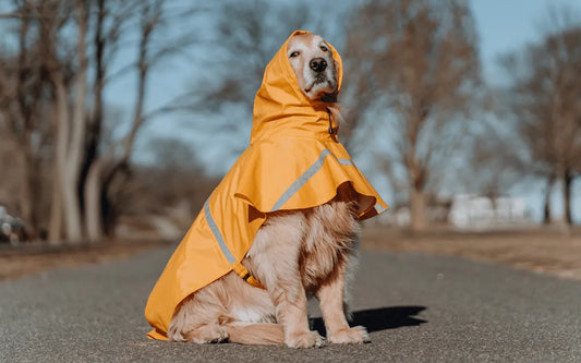 Os cachorros sentem frio?