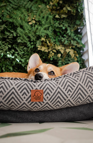 Guia completo para escolher o modelo de cama ideal para o seu cachorro