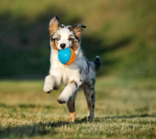 O que você precisa saber antes de ter um cachorro