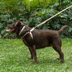 Coleira para Cachorro Aquarela Areia