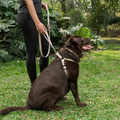 Peitoral para Cachorro Step In Aquarela Areia