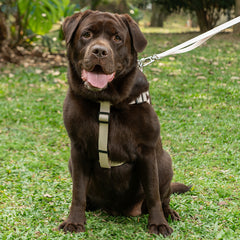 Peitoral para Cachorro H Aquarela Areia