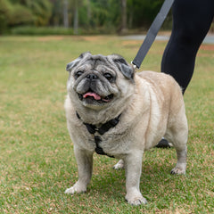 Peitoral para Cachorro H Aquarela Grafite