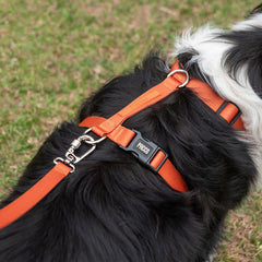 Peitoral para Cachorro H Aquarela Tangerina