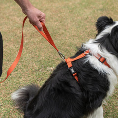 Guia para Cachorro Aquarela Tangerina