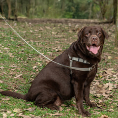 Peitoral para Cachorro Anti Puxão Aquarela Pistache