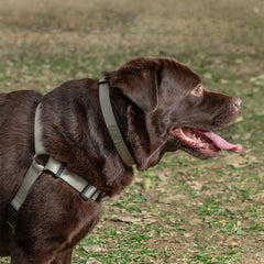 Coleira para Cachorro Pacco Aquarela Pistache
