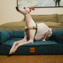 Cama Ortopédica Pacco Sense Boucle Azul C-Core®