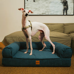 Cama Ortopédica Pacco Sense Boucle Azul C-Core®