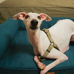 Cama Ortopédica Pacco Sense Boucle Azul C-Core®