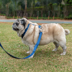 Guia para Cachorro Pacco Aquarela Azul Marinho