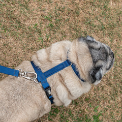 Peitoral para Cachorro H Aquarela Azul Marinho