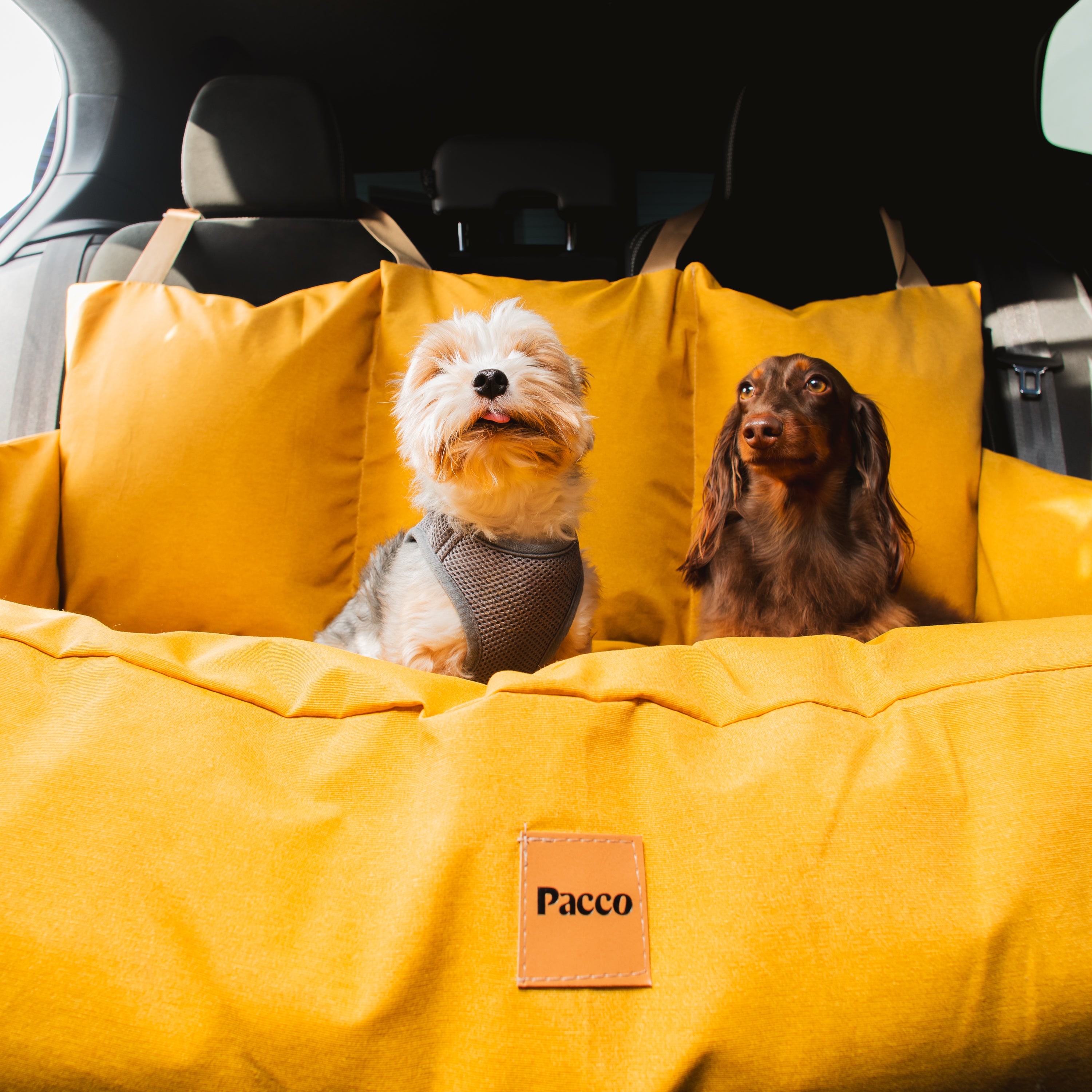 Bolsa de Transporte Cangú Explora GG Amarelo Solar com dois cachorros apoiados na almofada frontal, em close
