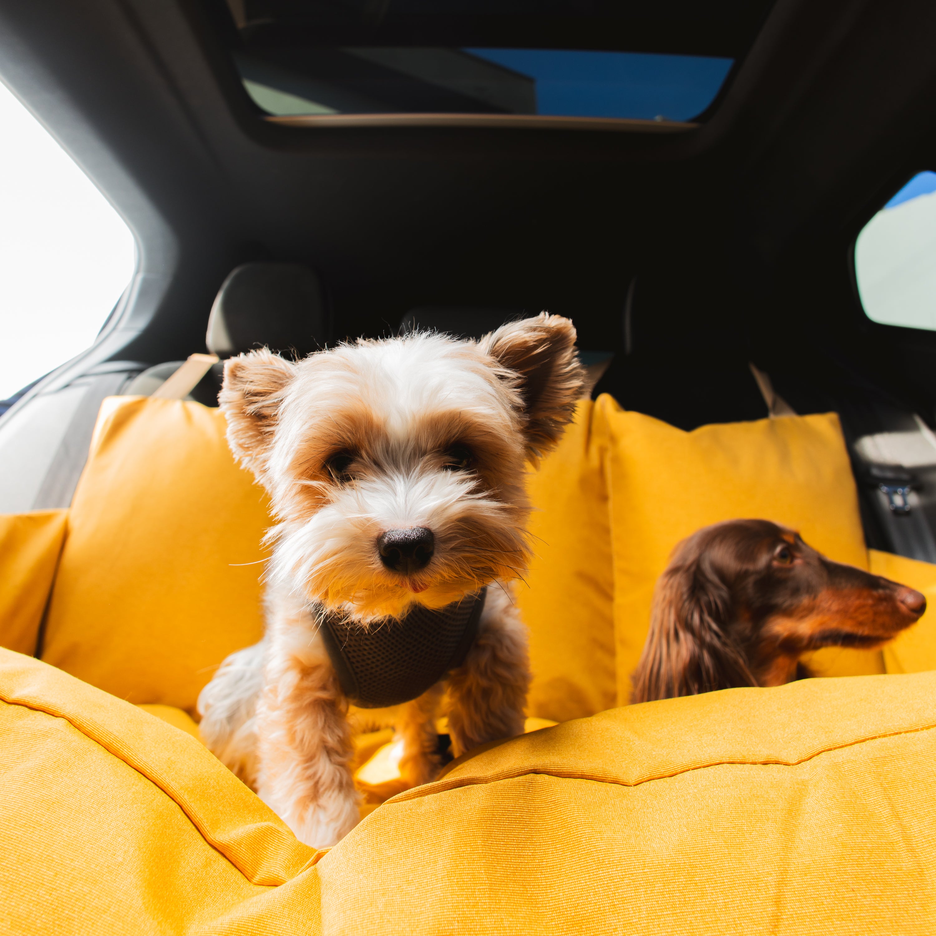 Bolsa de Transporte Cangú Explora GG Amarelo Solar com dois cachorros acomodados entre as almofadas de encosto