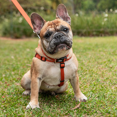 Peitoral para Cachorro Step In Aquarela Tangerina