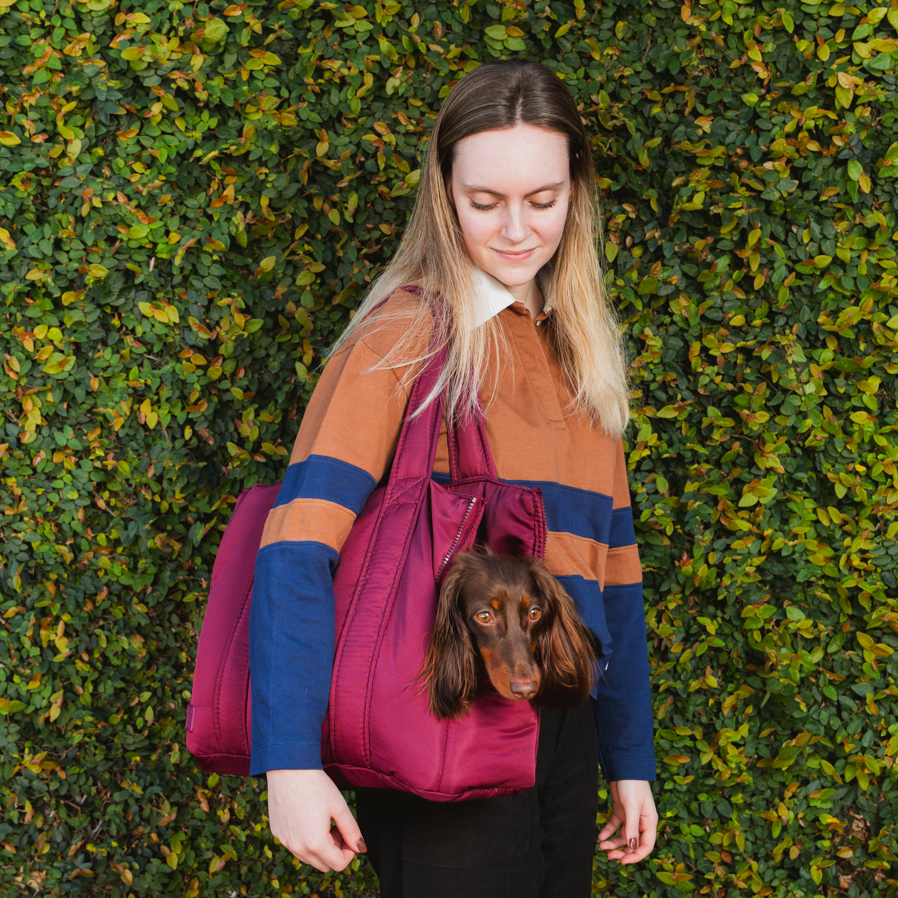 Bolsa de Transporte Pet Urban Vinho em uso, com dachshund espiando pela abertura lateral