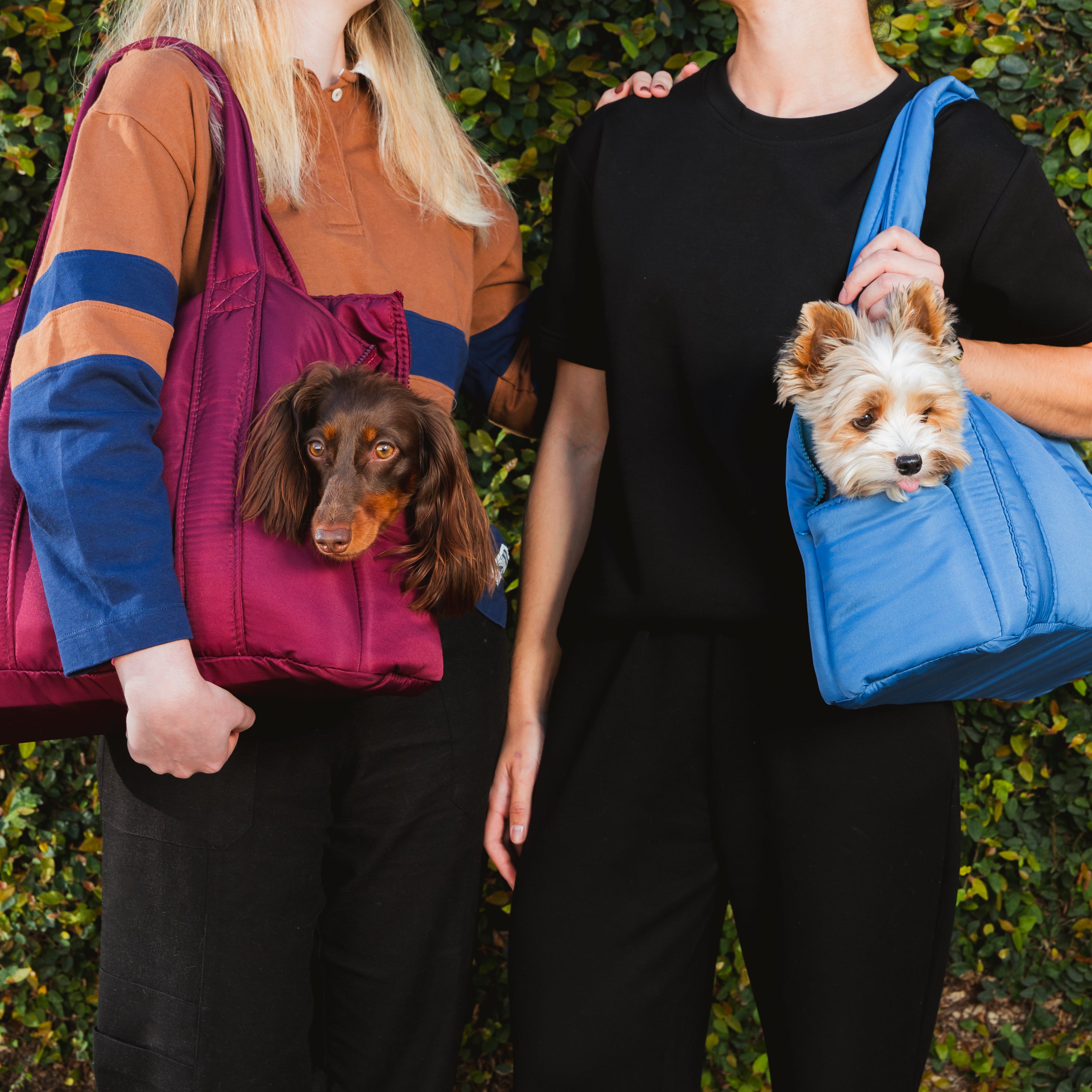 Bolsas de Transporte Pet Urban Vinho e Azul em dois tamanhos, com dachshund e yorkshire espiando