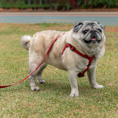 Peitoral para Cachorro Step In Aquarela Rubi