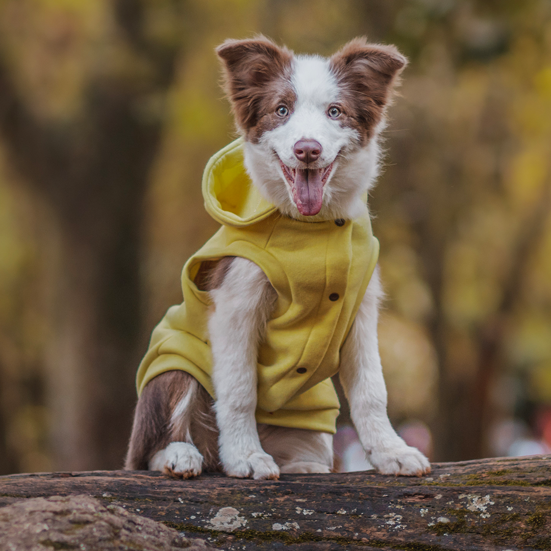 Roupa para Cachorro Moletom Vento Sul Melão