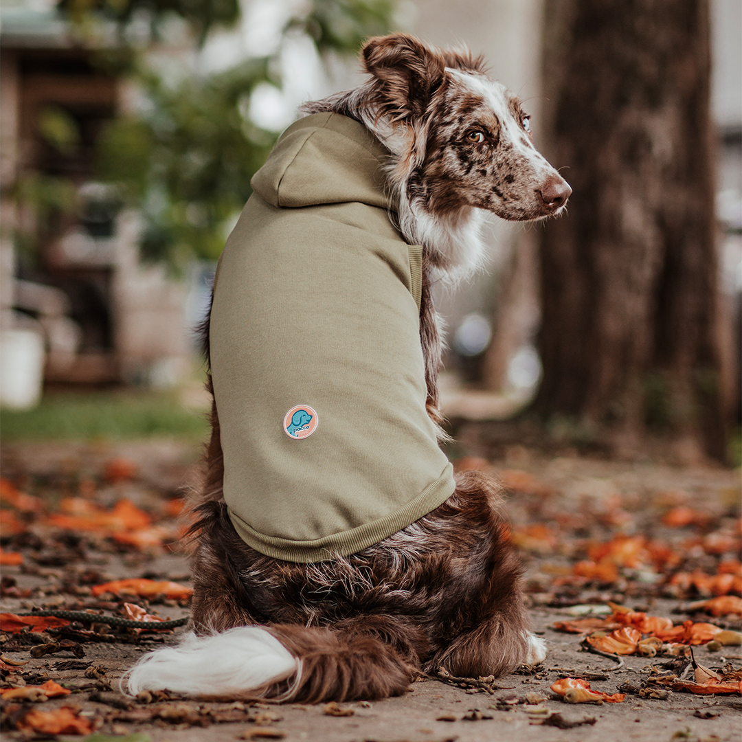 Roupa para Cachorro Moletom Vento Sul Pistache