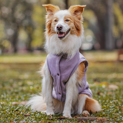 Roupa para Cachorro Moletom Vento Sul Lilás