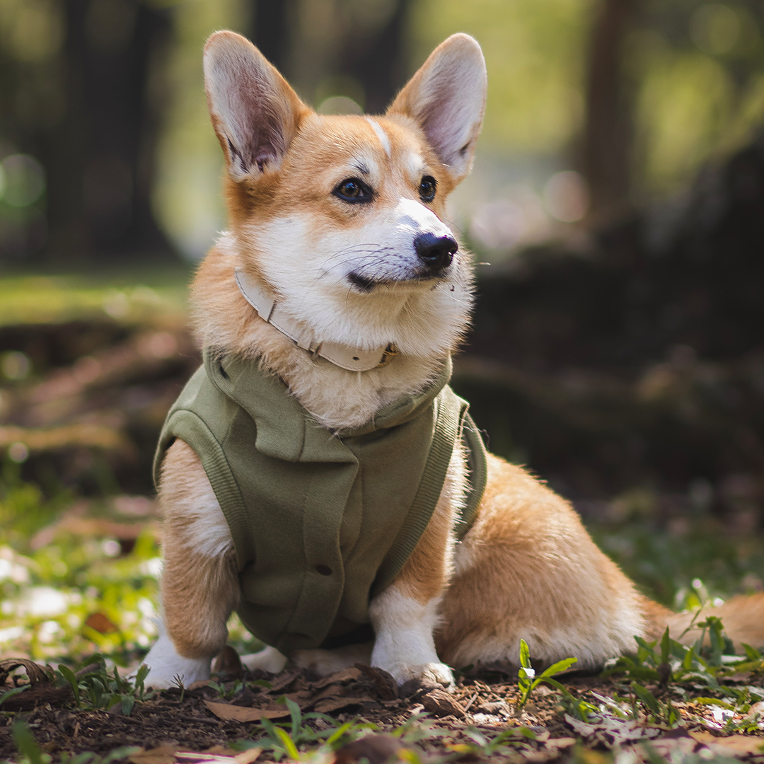 Roupa para Cachorro Moletom Vento Sul Pistache