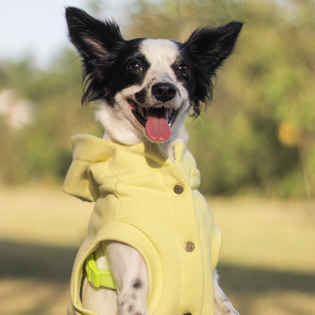 Roupa para Cachorro Moletom Vento Sul Melão