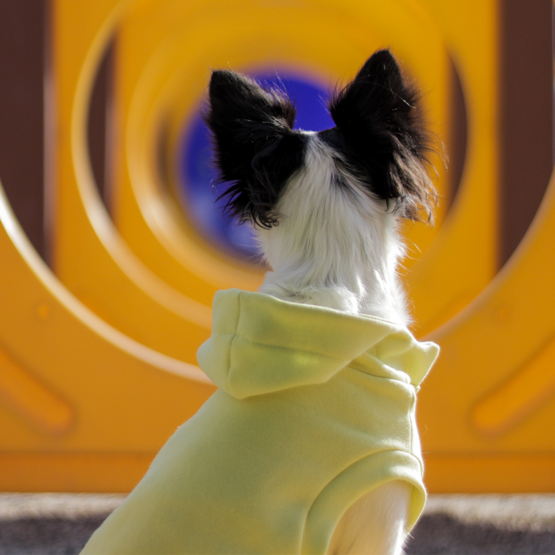 Roupa para Cachorro Moletom Vento Sul Melão