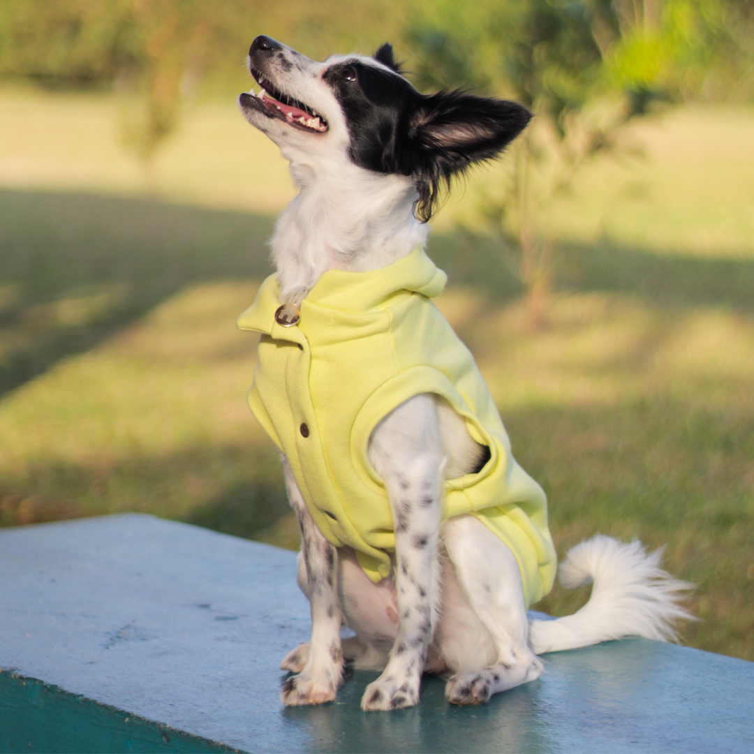 Roupa para Cachorro Moletom Vento Sul Melão