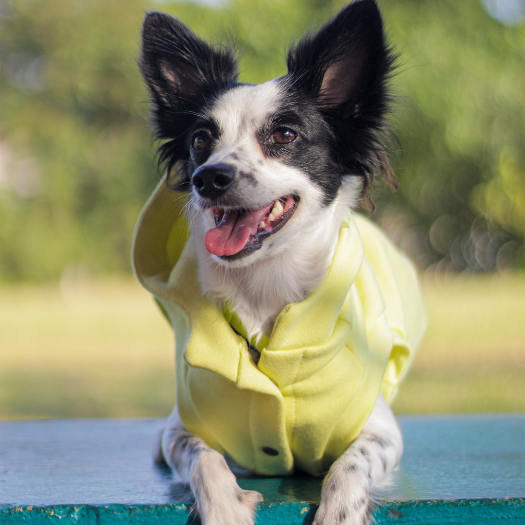 Roupa para Cachorro Moletom Vento Sul Melão