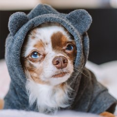 Roupa para Cachorro Blusão Sampa Chumbo