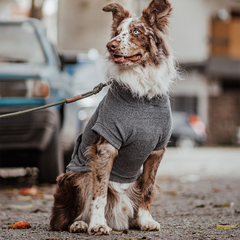 Roupa para Cachorro Blusão Sampa Chumbo