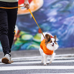 Capa de Chuva para Cachorro Lotus Laranja